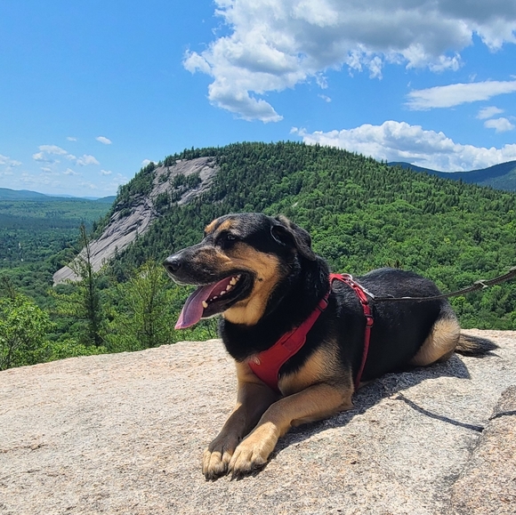 Meet your Posher, Sam - Picture 1 of 2